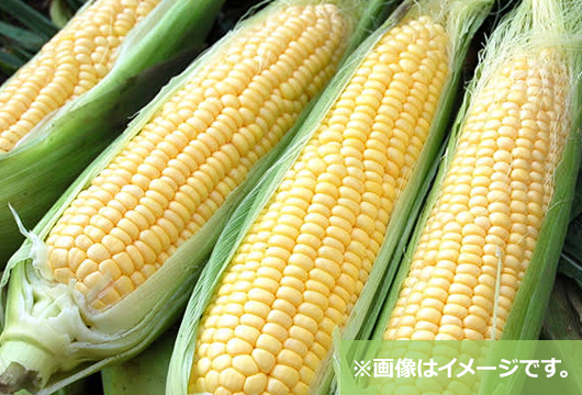 当日採れたて！とうもろこしご予約受付中！特集｜格安・安いお酒の通販