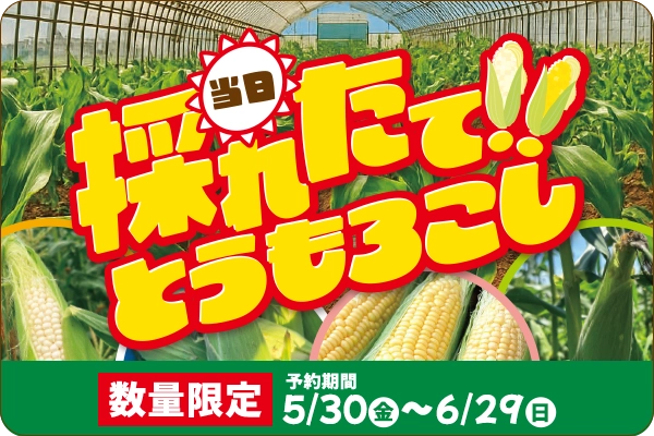 当日採れたてとうもろこし